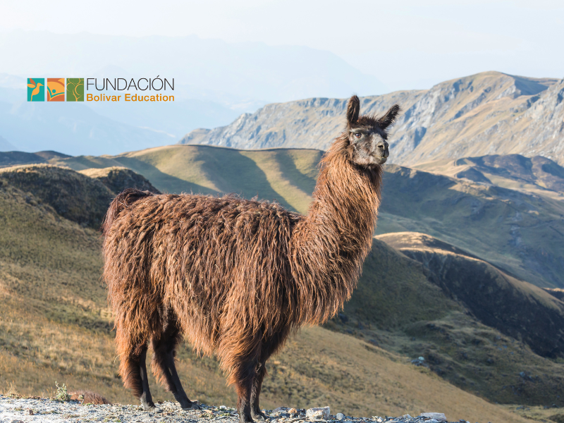 The Letter “LL” in Spanish